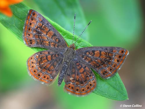 Northern Metalmark