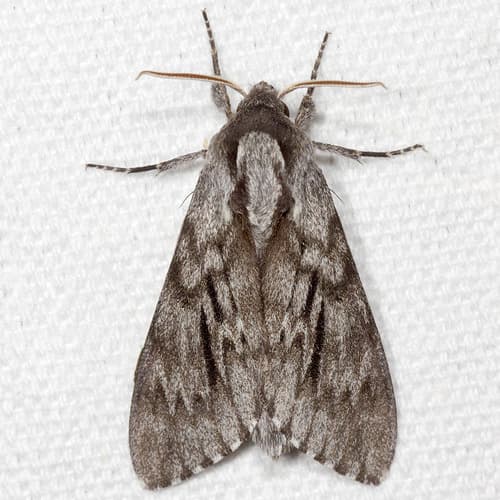 Northern Pine Sphinx