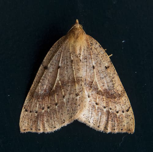 Northern Thallophaga