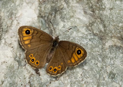 Northern Wall Brown