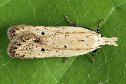 Mullein Moth