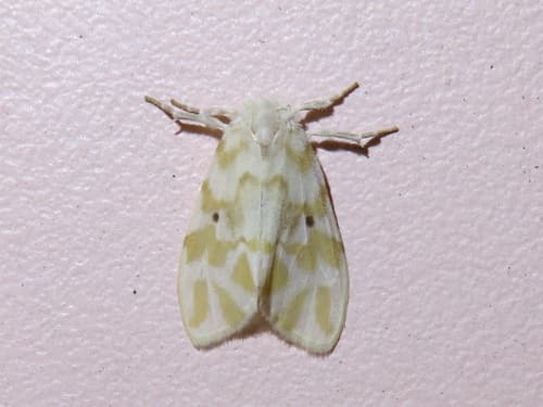 Ranruna Lichen Moth