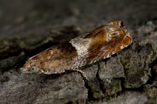 Nut Bud Moth
