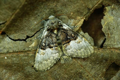 Nut-Tree Tussock