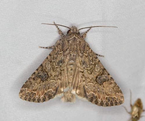 Nutmeg Moth