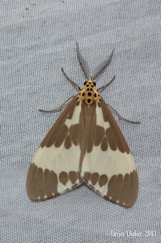 Arctata Tiger Moth