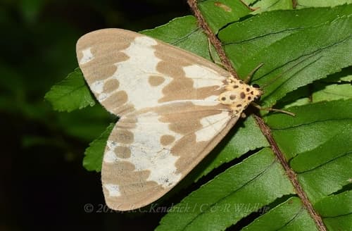 Carissima Magpie Moth