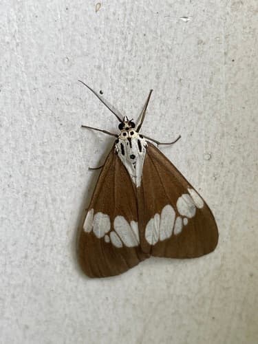 Lacticinia Tiger Moth