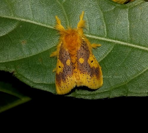 Yellow-spotted Tussock Moth