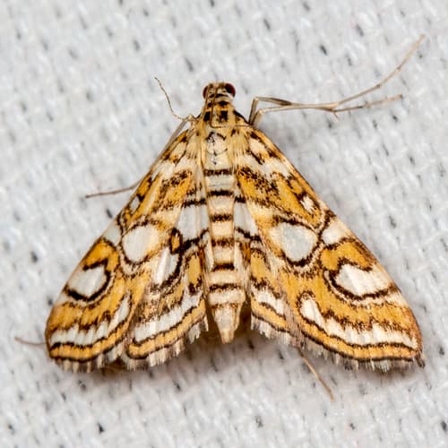 Nymphula Moth