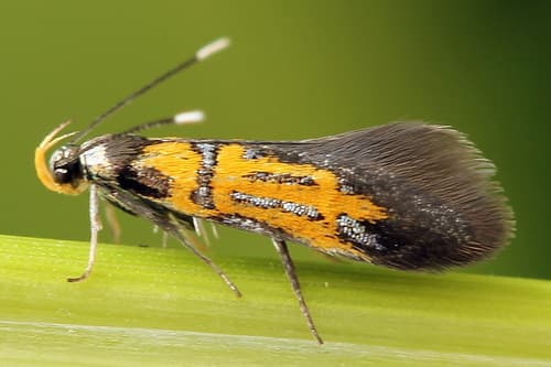 Oak-Bark Mulch Moth