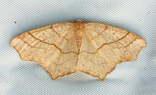 Oak Besma Moth