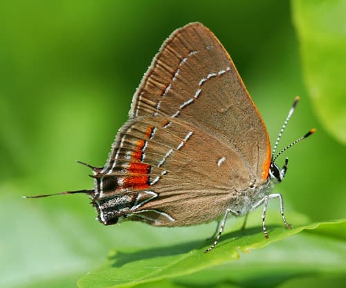 Oak Hairstreak