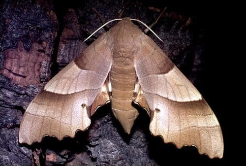Oak Hawkmoth