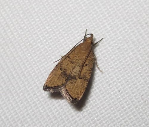 Oak Leaftier Moth