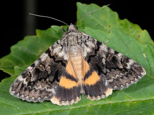 Oak Yellow Underwing