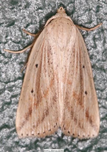 Oblique Grass Moth