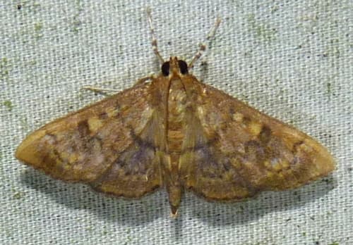Obscure Psara Moth