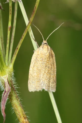 Obscure Tortrix