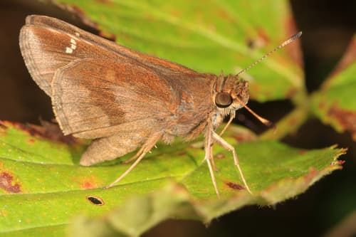 Ocherous Skipper