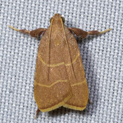 Ochre Parachma Moth