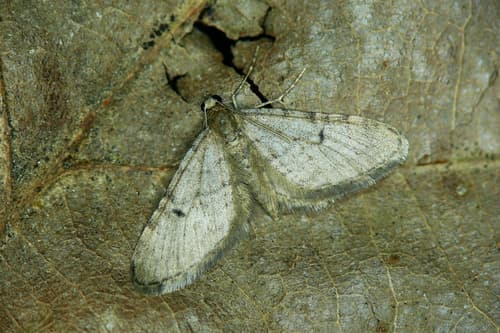 Ochreous Pug