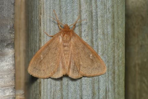 Red-brown Tussock Moth