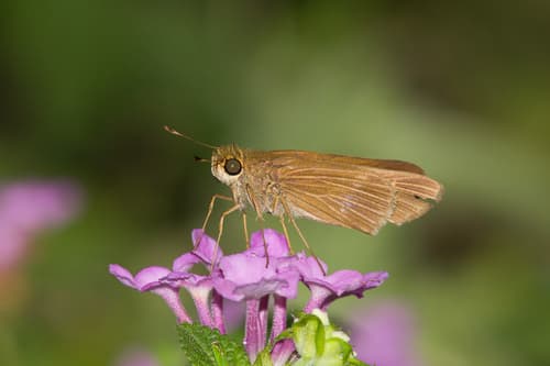 Ocola Skipper