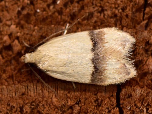 Odites kollarella