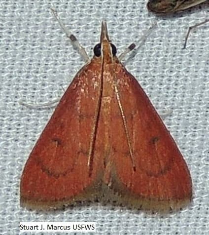 Texas Botys Moth