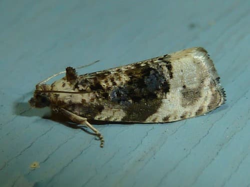 Off-white Hedya Moth