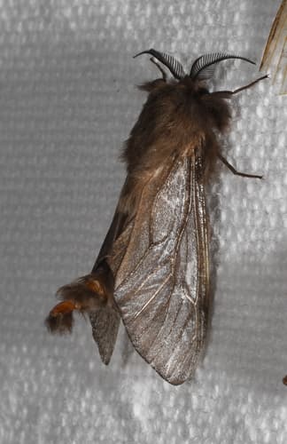Geyer's Bagworm Moth