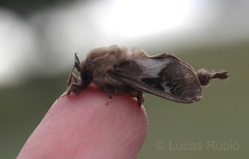 Platensis Bagworm Moth