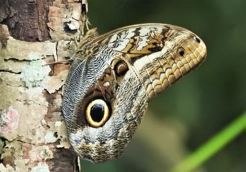 Oileus Owl-Butterfly