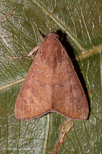 Okra Leafworm Moth