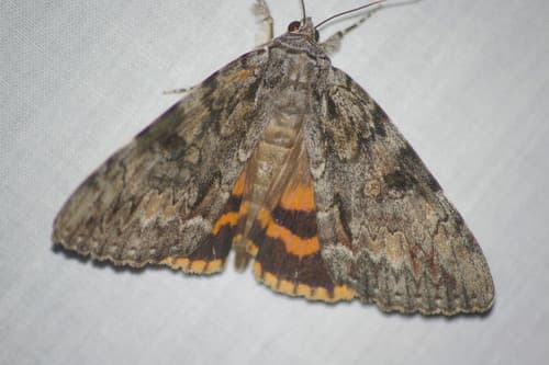Oldwife Underwing