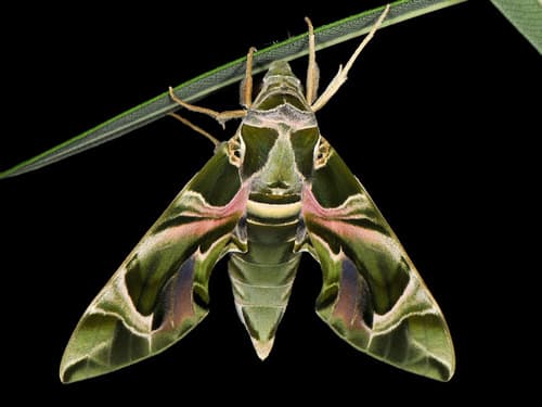 Oleander Hawkmoth