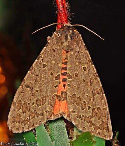 Castor Hairy Caterpillar Moth
