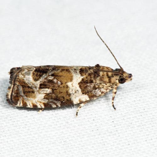 Olethreutes valdanum