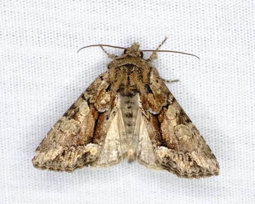 Scarce Brindle