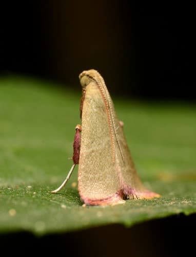 Olive Arta Moth