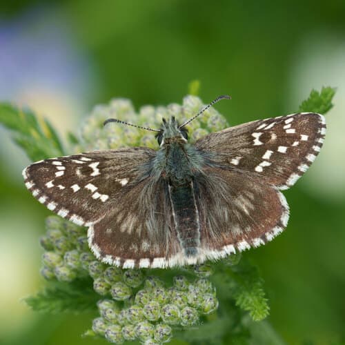 Olive Skipper