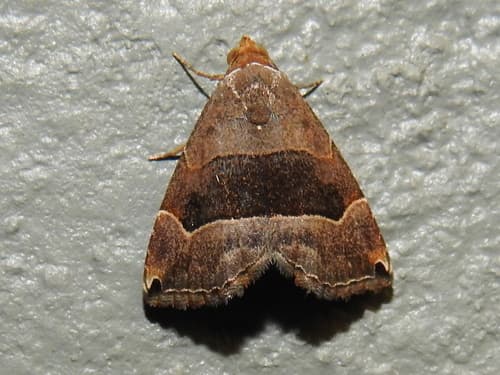 Ommatochila Moth