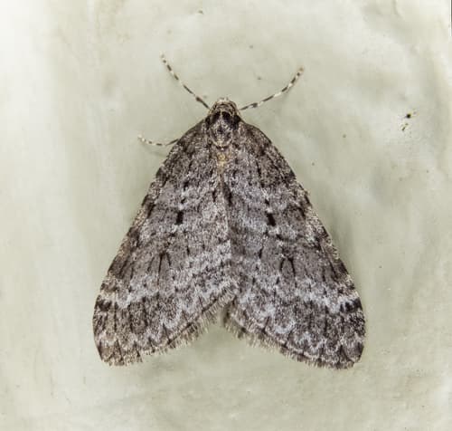 Danby's Winter Moth