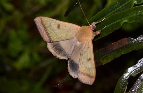 Trapezium Moth