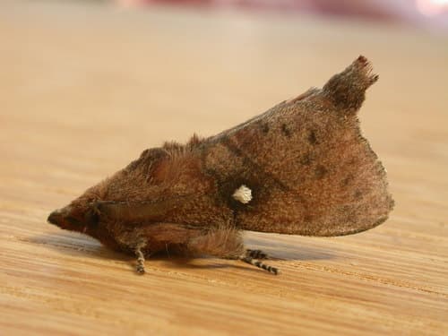 Opsirhina lechriodes