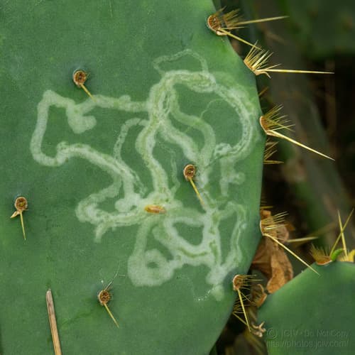 Opuntia Leaf Miner