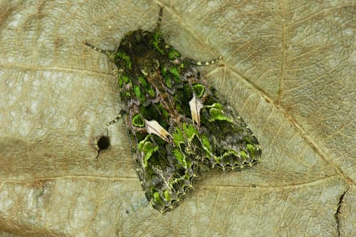 Orache Moth