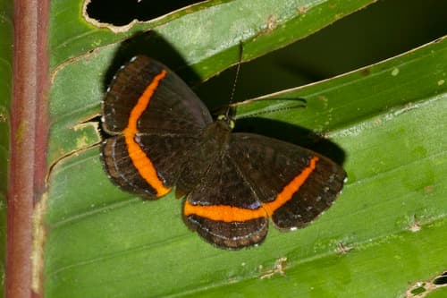 Orange-banded Gem