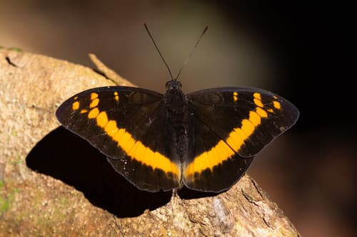 Orange-banded Plane
